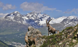 steinbock vor dem piz albana und piz julier